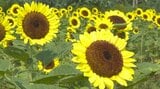移りゆく季節 おおがファームのヒマワリとコスモスが見頃 大分・日出町 | 大分のニュース|OBS NEWS|大分放送