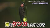 「知れば知るほどわからない」専門家が語るホタルの神秘レア度MAX「ほたる合戦」とは？|TBS NEWS DIG