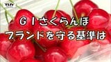 「ブランドは努力によって守る」"東根さくらんぼ”は「地理的表示GI」に登録されるブランド品!出荷シーズンを前に品質を守る基準を確認!(山形・東根市) | 山形のニュース│TUYテレビユー山形