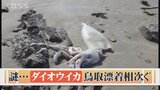 「ダイオウイカ」鳥取に漂着相次ぐ　「対馬暖流」の変化が影響か　|　BSSニュース | BSS山陰放送