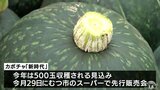 ブランドカボチャ「新時代」収穫進む　“やませ”の影響で小ぶりだがしっかりとした甘み　青森県むつ市|TBS NEWS DIG