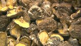 「出来は上々」生産量日本一 大分が誇る乾しいたけ 初入札会 | 大分のニュース|OBS NEWS|大分放送