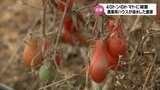 40トンのトマトが被害に･･･　鮎やなは今季の設置を断念　宮崎県内の大雨による浸水被害の現状|TBS NEWS DIG