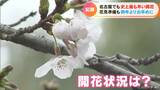 「ことしの花見はお早めに…」名古屋のサクラ“最速”で開花 名古屋城や鶴舞公園の開花状況は? | 名古屋・愛知・岐阜・三重のニュース【CBC news】 | CBC web