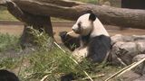 上野動物園のパンダ返還に中国外務省「日本の人々が中国にパンダを見にくることを歓迎する」 今後の貸し出しについてはコメントせず|TBS NEWS DIG