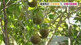 2万本のヤブツバキ 黄金色に輝く『天草椿油』に 椿の実の収穫が最盛期迎える 熊本 | 熊本のニュース|RKK NEWS|RKK熊本放送