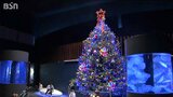 「キラキラしててキレイだな」水族館にクリスマスツリーが登場 新潟市水族館 マリンピア日本海|TBS NEWS DIG