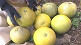特産品ザボンの収穫が始まる まろやかな甘みとほろ苦い酸味が特徴 大分・別府市 | 大分のニュース|OBS NEWS|大分放送