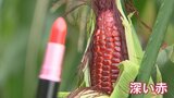 まるでルージュの口紅のように深い赤の実!見たことがない赤いトウモロコシ「大和ルージュ」が話題に | 山梨のニュース | UTYテレビ山梨