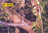 【画像あり】木の上にクマ、約3時間後に立ち去る　会津若松市東山町　7日午後5時前　福島【クマ出没情報】　|　福島のニュース│TUF