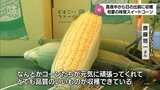 ひと粒ひと粒からあふれる甘味 旬の味「スイートコーン」 日の出前の収穫 | MRTニュース | MRT宮崎放送