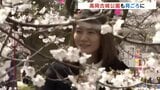 まずはコシノヒガンが見ごろに!日本さくらの名所100選「高岡古城公園」春の陽気に観光客続々と | 富山のニュース|天気・防災|チューリップテレビ