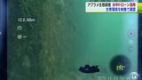 “アブラメ”のブランド化目指し生態調査 「水中ドローン」で確認する生態や漁場の状態|TBS NEWS DIG