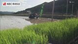 早期米の田植え始まる 長崎県五島市 |TBS NEWS DIG