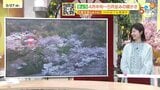 【3/28・29(土日)広島天気】晴れてお花見日和 春本番の陽気続く|TBS NEWS DIG