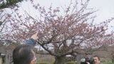 【北海道松前町】桜の開花宣言まであと一歩!「あしたかなと思っている」桜前線はまだ北海道上陸ならず 函館は18日、札幌は19日予想|TBS NEWS DIG