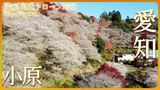 紅葉の時期に桜も・・・小原の四季桜【JNN紅葉ドローンDIG】 | 名古屋・愛知・岐阜・三重のニュース【CBC news】 | CBC web