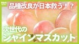 【今年は安い?】高級なイメージの「シャインマスカット」栽培面積は20年弱で1300倍超!日本で生まれた『ブドウの王様』 "気が遠くなる"品種改良の道のりとは|TBS NEWS DIG
