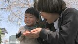 満開のサクラの下で砂遊び　大船渡・佐倉里公園で親子花見会　青空に響く子どもたちの歓声　岩手|TBS NEWS DIG