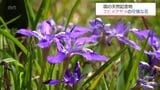 国の天然記念物「エヒメアヤメ」　小林市の自生地で可憐な薄紫の花を咲かせる|TBS NEWS DIG