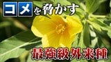 “コメ”を脅かす最強級外来種「オオバナミズキンバイ」除草剤が効かない⁉ 小さな破片からも再生する脅威の繁殖力 | 名古屋・愛知・岐阜・三重のニュース【CBC news】 | CBC web