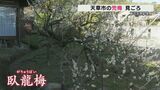 県天然記念物「兜梅」（かぶとうめ）が見ごろ　熊本・天草市|TBS NEWS DIG