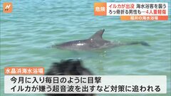 福井の海水浴場に野生のイルカ 突進され骨折する男性も　かまれるなど被害相次ぐ| TBS CROSS DIG with Bloomberg