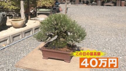 海外から訪れる業者も増加中の盆栽オークション 輸出額は年間9.2億円で