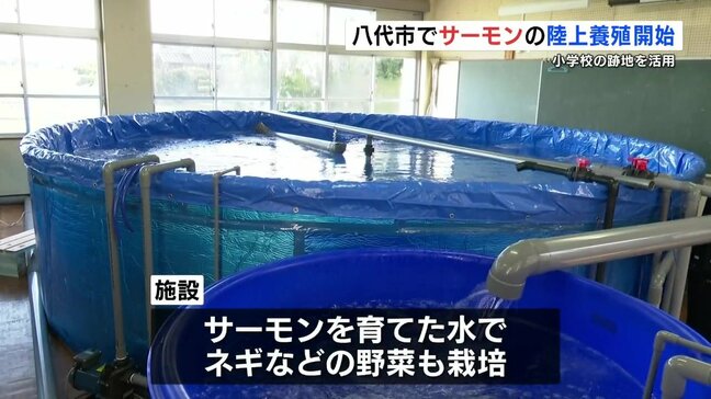 「大きく育って」　八代市でサーモンの陸上養殖がスタート　熊本|TBS NEWS DIG