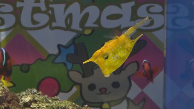 トナカイフグや白ヒゲサンタのような魚が「クリスマス水槽」に　「しまね海洋館アクアス」で展示|TBS NEWS DIG