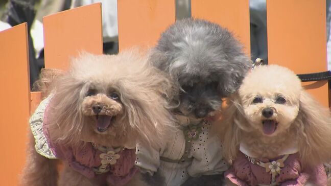 愛犬と一緒に楽しもう!「わんだふる山口2025」にぎわう|TBS NEWS DIG