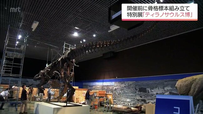 今月12日から特別展「ティラノサウルス博」ティラノサウルス・レックスの骨格標本を組み立てる作業|TBS NEWS DIG