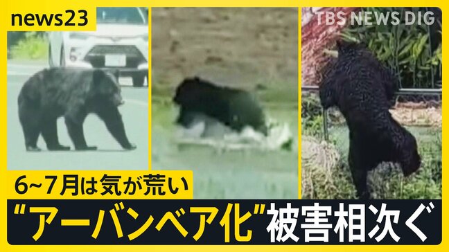 「6~7月は気が荒くなっている」進む“アーバンベア化” 石川・奈良・島根で人身被害 市街地に慣れたクマは行動に変化?【news23】|TBS NEWS DIG