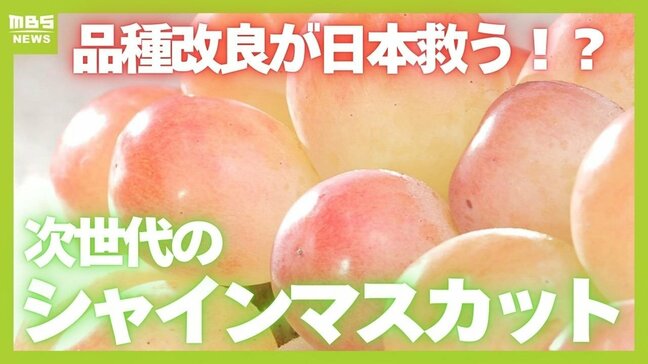 【今年は安い?】高級なイメージの「シャインマスカット」栽培面積は20年弱で1300倍超!日本で生まれた『ブドウの王様』 "気が遠くなる"品種改良の道のりとは|TBS NEWS DIG
