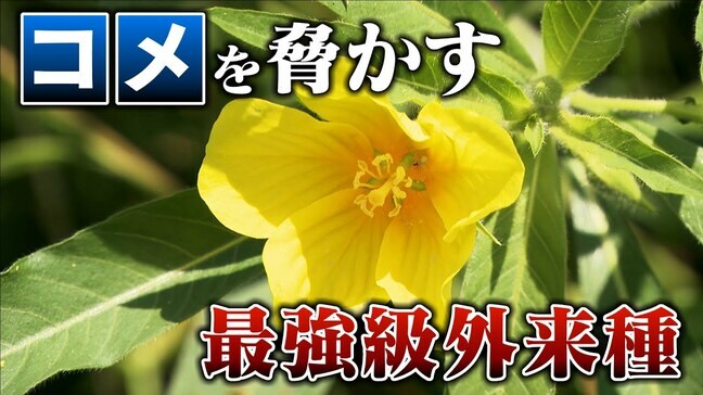 “コメ”を脅かす最強級外来種「オオバナミズキンバイ」除草剤が効かない⁉ 小さな破片からも再生する脅威の繁殖力|TBS NEWS DIG
