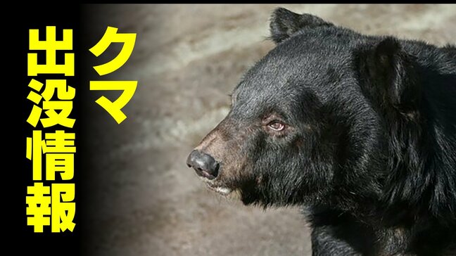 ゴルフ場に成獣のクマ…プレー中断で利用者 避難する事態 本来は生息しない地域の出没 富山・小矢部市 | 富山のニュース|天気・防災|チューリップテレビ