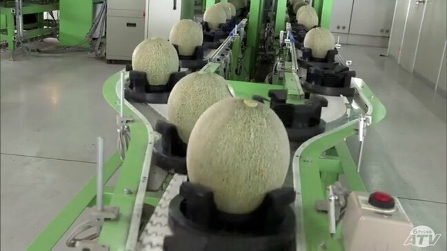 小玉傾向ながら糖度が高く出来は『良好』 青森県つがる市の「ブランドメロン」が全国へ出荷 15万ケース目標に売り上げ5億円を見込む|TBS NEWS DIG
