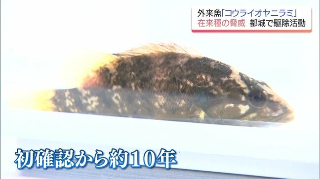 体長20cm超の"大物"も 生態系への影響懸念 肉食外来魚「コウライオヤニラミ」 都城市で関係機関が駆除活動|TBS NEWS DIG