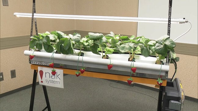 「スマート農業を通して障害のある子供たちの自立を支援」 特別支援学校でイチゴの栽培体験|TBS NEWS DIG