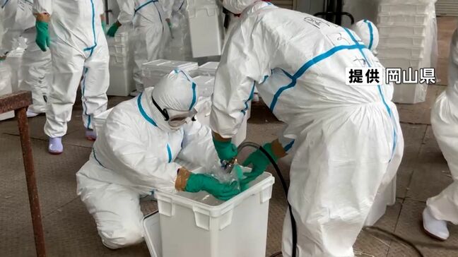 津山市の養鶏場で高病原性鳥インフルエンザ　岡山県が約43万羽を殺処分へ　市が対策会議【岡山】|TBS NEWS DIG