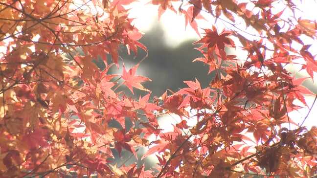 3連休最終日 約1000本のモミジが見頃 福岡市の紅葉スポット「油山」にぎわう|TBS NEWS DIG