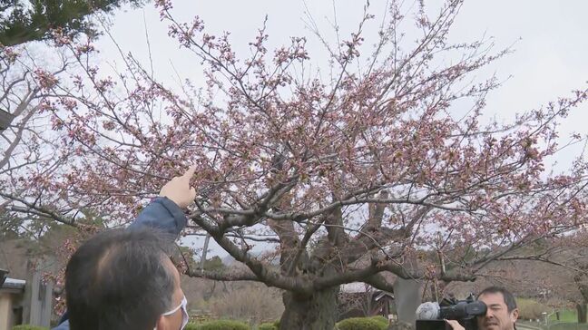 【北海道松前町】桜の開花宣言まであと一歩!「あしたかなと思っている」桜前線はまだ北海道上陸ならず 函館は18日、札幌は19日予想|TBS NEWS DIG