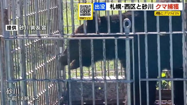 【ヒグマ駆除】出没相次ぐ北海道砂川市で体重約200キロのヒグマ捕獲 札幌市西区西野でも1頭駆除 目撃されていた個体とは別か|TBS NEWS DIG
