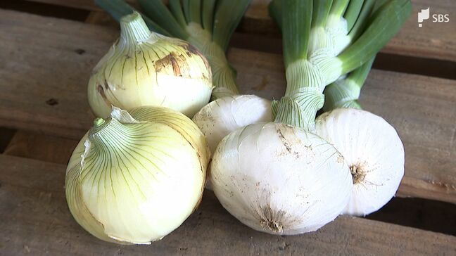 全国一早い出荷へ 浜松特産「新タマネギ」目ぞろい会 台風被害なく生育順調=静岡|TBS NEWS DIG