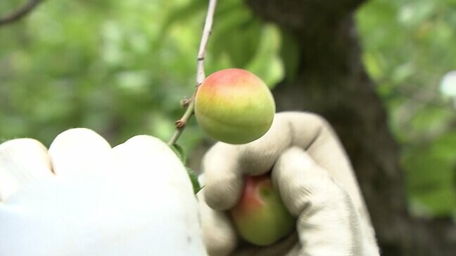 後楽園で梅の実の収穫　実はよく太り大粒に仕上がる　梅酒やジャムなどに加工され商品に【岡山】|TBS NEWS DIG