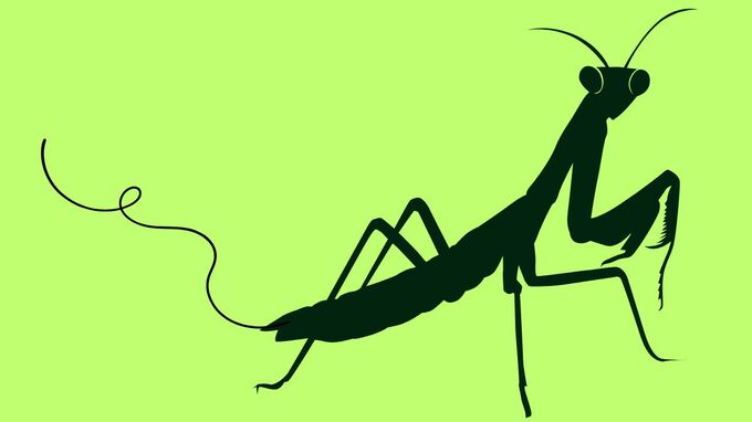 【ハリガネムシの謎】寄生されたカマキリは催眠術にかかったように水場へ…成虫は30センチを超えることもある【画像閲覧注意】|TBS NEWS DIG