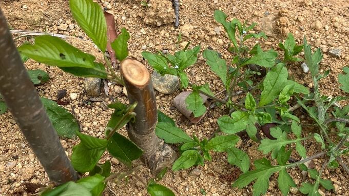 ｢桜の木｣6本が何者かに切断される 今年2月に植樹されたばかり… 170センチ 直径2センチほど 前日の見回りでは異常確認されず 三重･鈴鹿市|TBS NEWS DIG