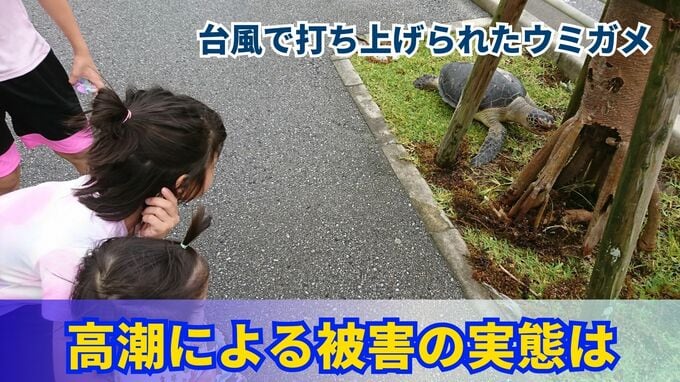 「臭いはせず生きてるよう」台風で陸に打ち上げられたウミガメは海に戻れず　過去の事例で見る高潮被害の恐怖　|　沖縄のニュース｜RBC 琉球放送