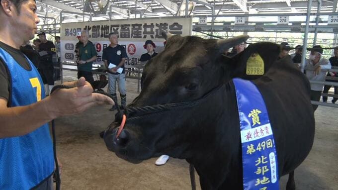 「愛情があれば、何でも牛のためにできる」肉用牛の出来映え競う北部地区畜産共進会|TBS NEWS DIG