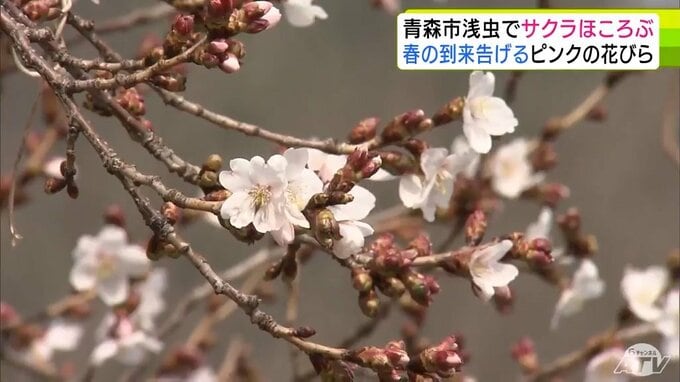 青森市浅虫でサクラ開花　青森県内も少しづつ春本番に　「これからいっぱい花が咲いていくと思うと、ちょっとうれしい」|TBS NEWS DIG